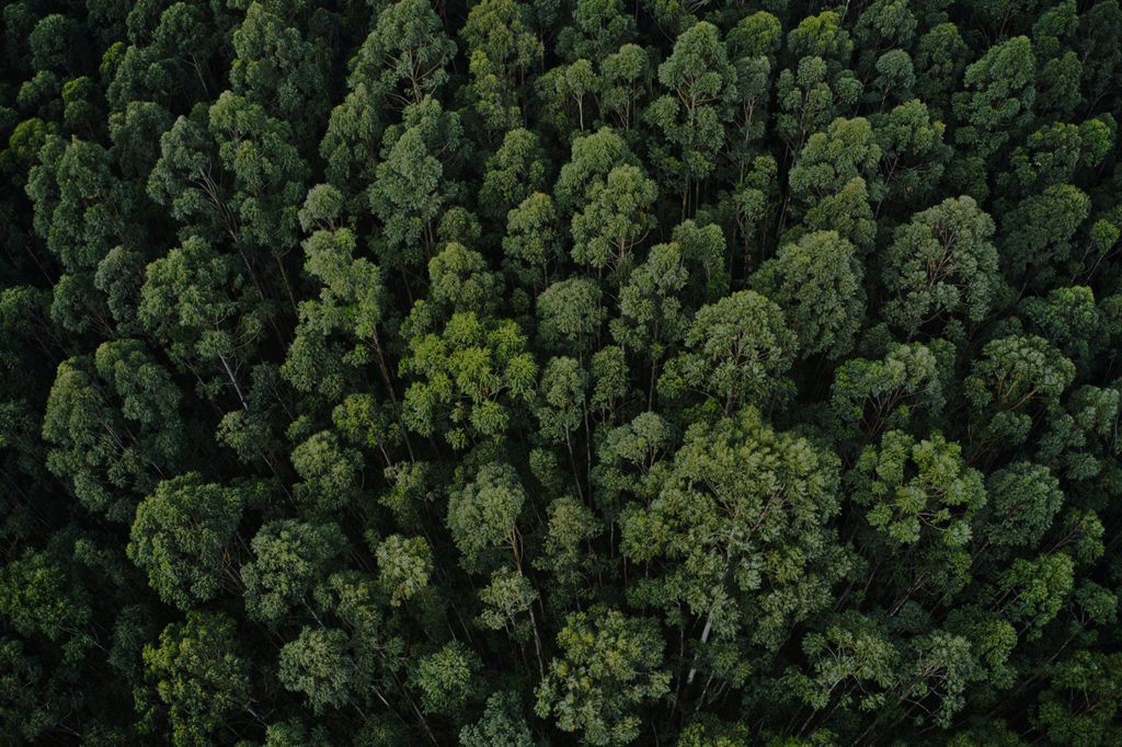 Tudo o que você precisa saber sobre a precificação de carbono